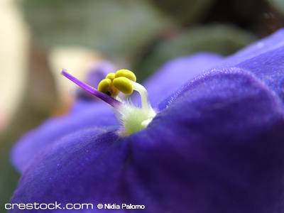 African violet macro showing center and blurry...